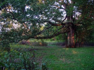 Big John, and old oak on the Catoctin Creek in Waterford Virginia