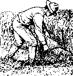 Drawing man harvesting wheat