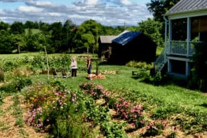 Food garden today in Waterford VA